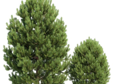 New Chinese Pine Cedar Pine and Cedar