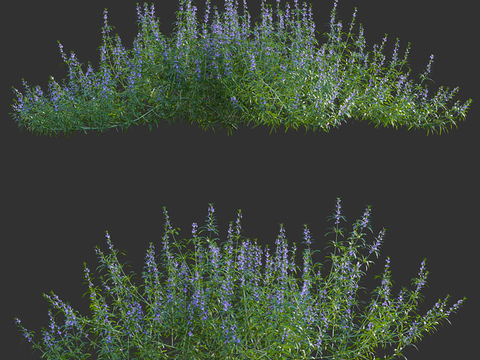 Rosemary bushes