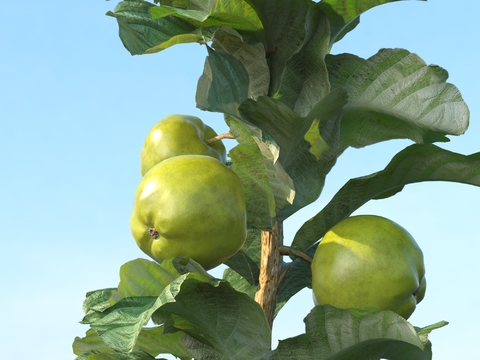 apple green apple fruit crop