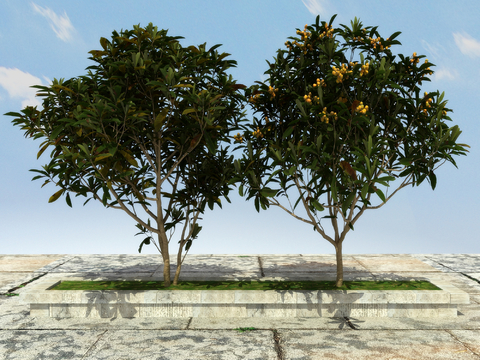 Loquat Tree Fruit Tree Yellow Pi