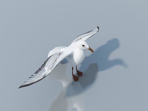 seagull seabird