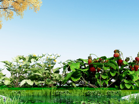 Strawberry Crops