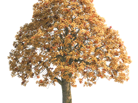 landscape tree courtyard tree yellow leaf tree