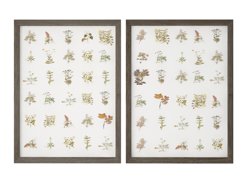 Plant Specimen Wall Decorations