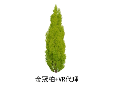 Golden crown cypress landscape plant cypress tree Phellodendron orientalis big tree