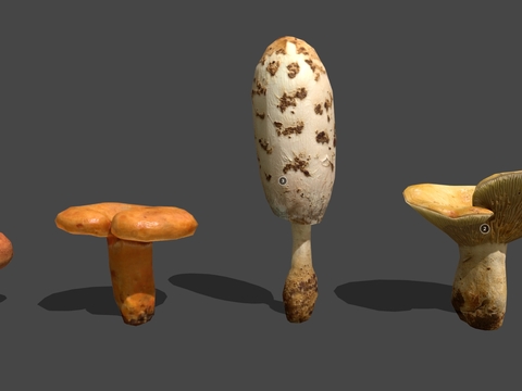 edible mushroom mushroom