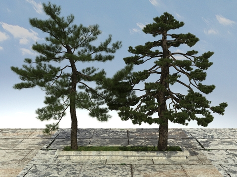 New Chinese Pine, Black Pine and Cedar