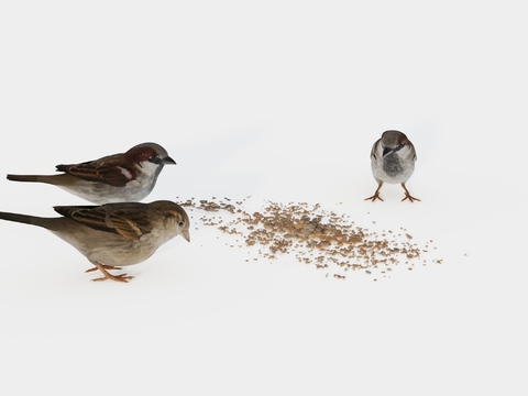 animal bird sparrow