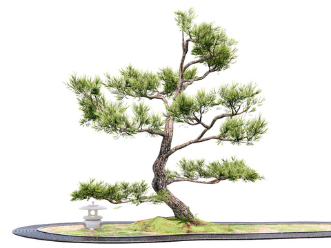 New Chinese Pine Luo Han Pine Welcome Pine