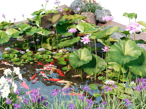 Modern Lotus Pond Koi Pond