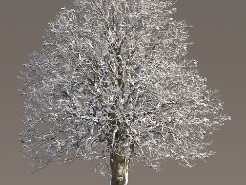 Snow Tree Snow Tree Snow Tree