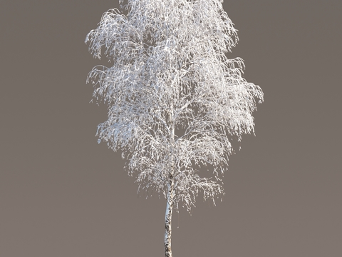 Snow Tree Snow Tree Snow Tree