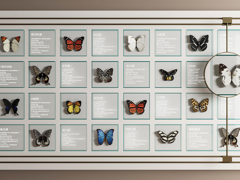 Butterfly Specimen Insect Specimen