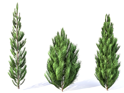 cedar pine plant landscape tree