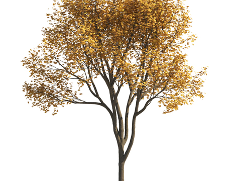 yellow leaf tree autumn tree landscape tree