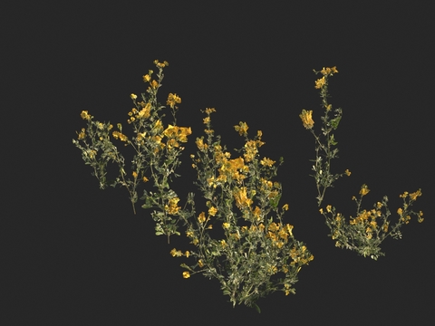 flowers, weeds, yellow flowers