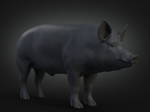 boar breeding pig black pig