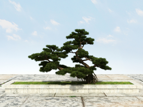 New Chinese Pine Luo Han Pine Welcome Pine