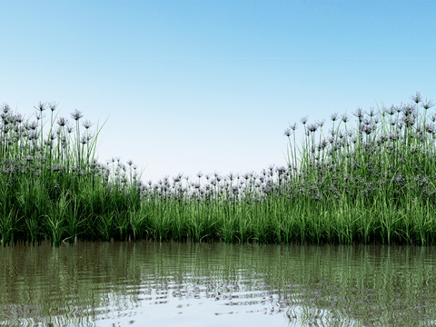 Flowers and weeds Grass Pond