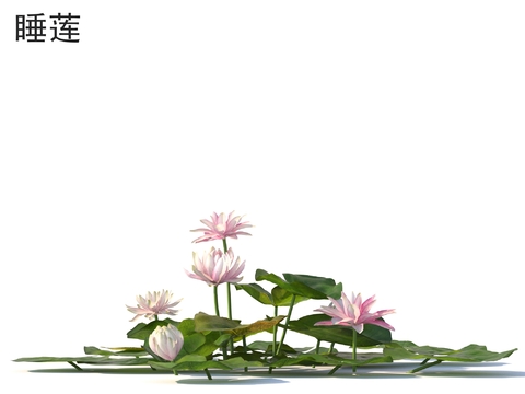 Lotus flowers and plants Shrubs Plants