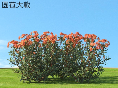 Euphorbia rophorbia Flowering Shrub