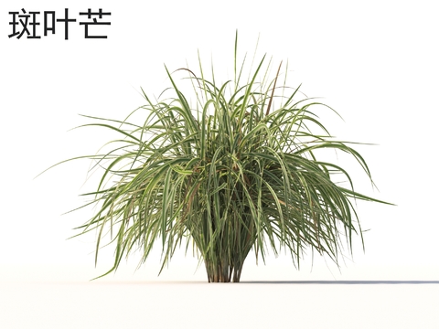 variegated mango grass shrub weed