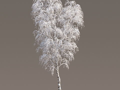 Snow Tree Snow Tree Snow Tree