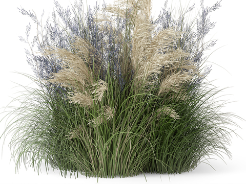 Reed flowers and grass bushes