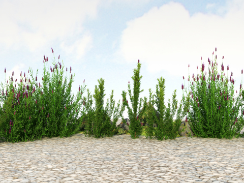 flowers and plants wild flowers lavender