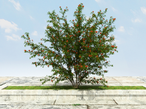 Pomegranate tree flowering tree flower trough