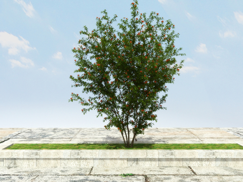 Pomegranate tree flowering tree flower trough