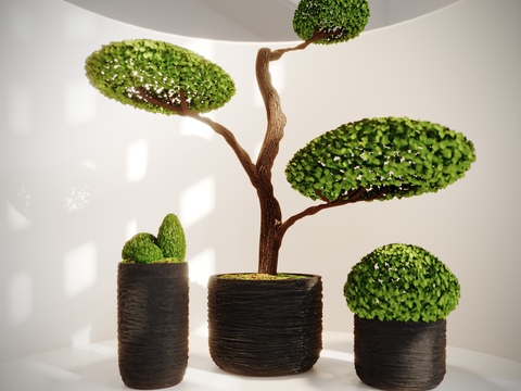 plant bonsai shape bonsai