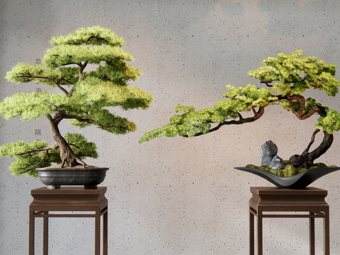 Pohan pine potted pine bonsai