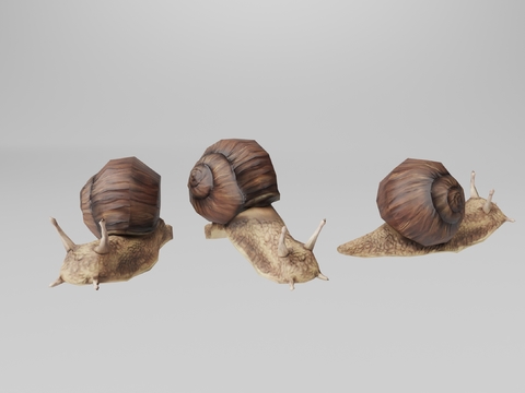 Snail