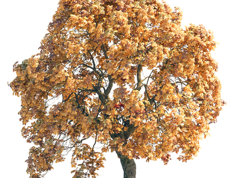 landscape tree courtyard tree yellow leaf tree