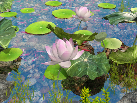 Lotus Pond Lotus