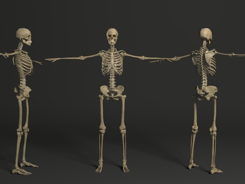 human skeleton skeleton