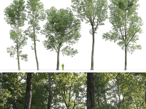 green poplar trees