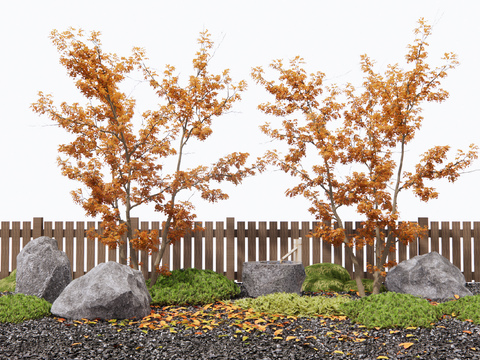 Red Maple Landscape