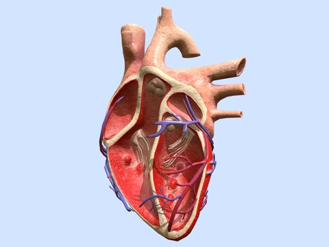 Medical Equipment Heart Anatomical Mold