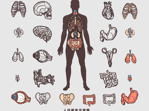 Medical Structure of Human Organs, Bone, Blood Vessels, Muscles, Heart, Liver, Lung, Stomach and Kidney