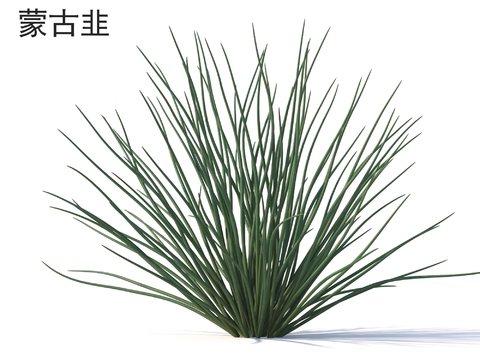 Mongolian leek grass