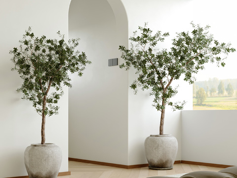 Plant Bonsai Olive Tree