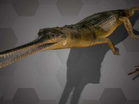 Reptile Crocodile