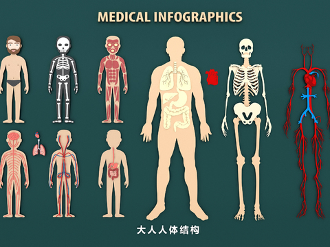 Human Organs, Bones, Blood Vessels, Muscles, Heart, Liver and Lung Medical Structure Chart Medical Description Chart