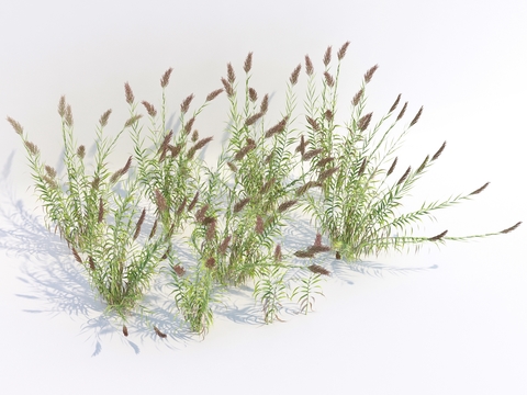 Reed flowers and weeds