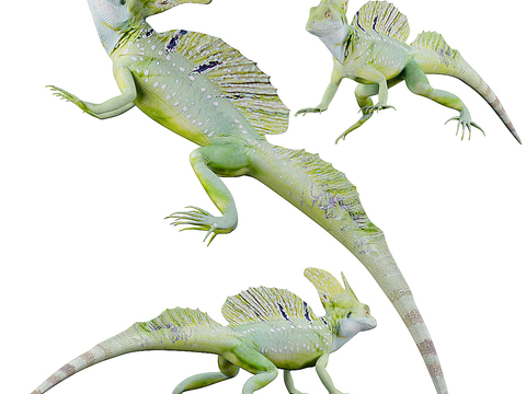 reptile lizard