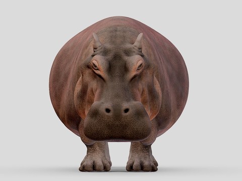 hippopotamus animal