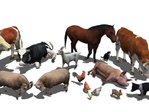 Cattle, sheep, pig, dog, chicken, sheep, poultry