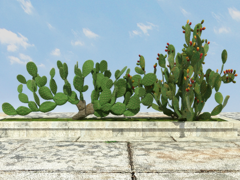 Tropical Plant Cactus